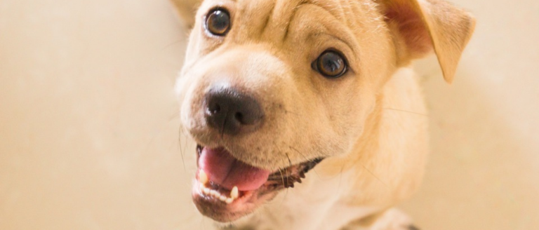 Zahnwechsel beim Hund – Was Du alles beachten solltest