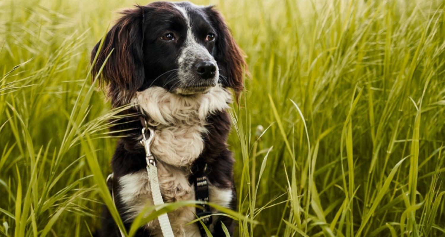 zeckenmittel für hunde vom tierarzt