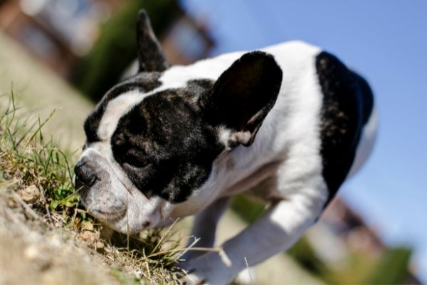 Zielobjektsuche Bulldogge