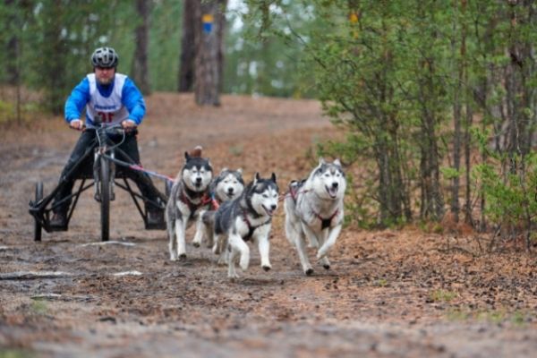 Zughundesport mit Huskys