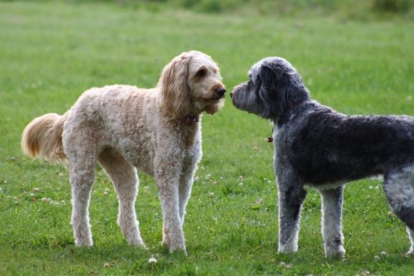 Hundebegegnungen: Zwei Hunde begegnen sich