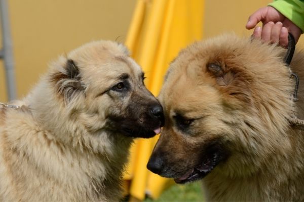 Zwei Hunde beim Wesenstest