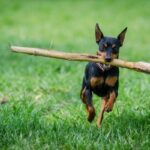 Zwergpinscher im Rasseportrait