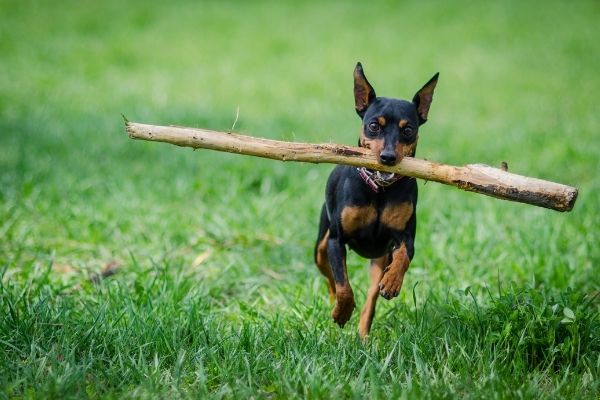 Zwergpinscher im Rasseportrait