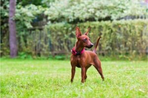 Zwergpinscher im Rasseportrait