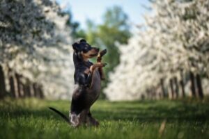 Zwergpinscher im Rasseportrait