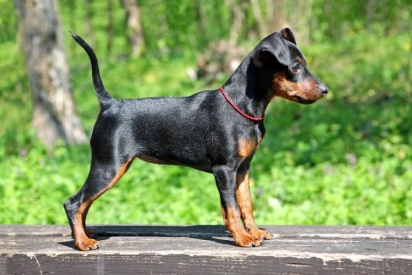 Zwergpinscher im Rasseportrait