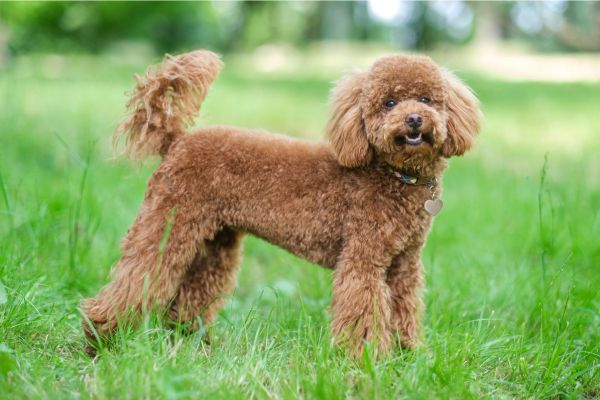 Zwergpudel: Brauner Hund steht auf einer Wiese und blickt aufmerksam in die Kamera.
