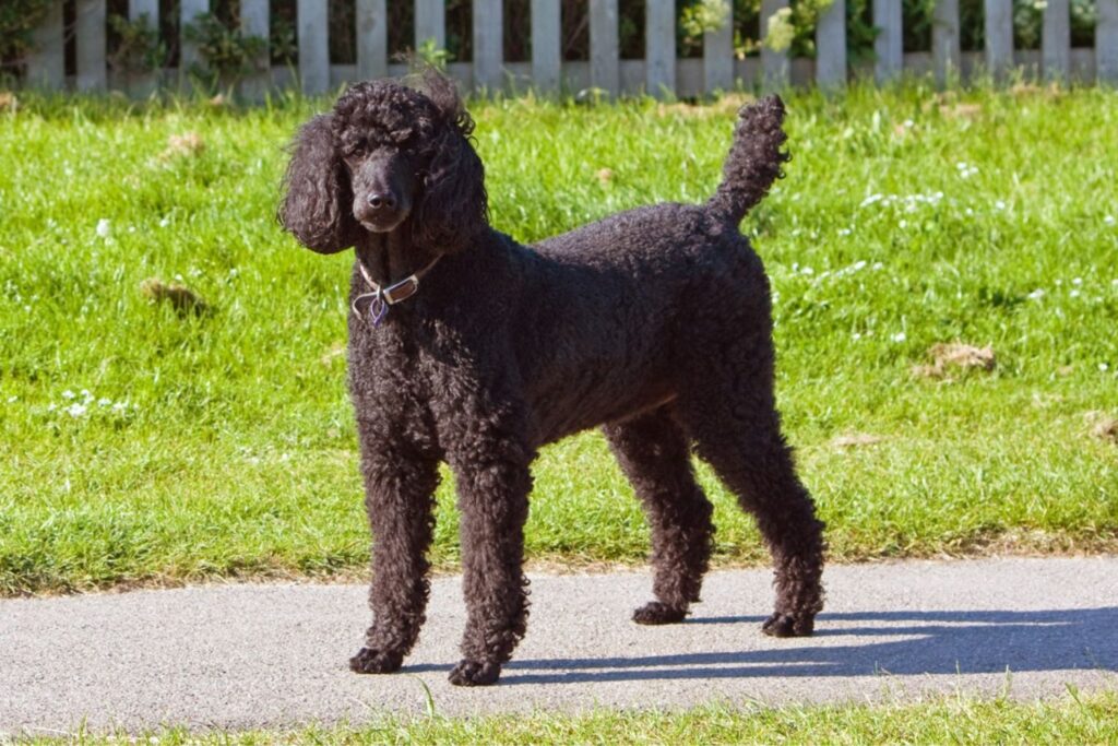 Zwergpudel: Hund steht auf einem Gehweg und schaut aufmerksam in die Kamera