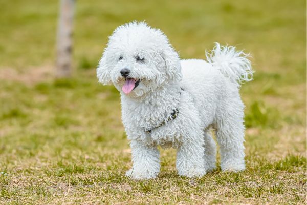 Zwergpudel: Weißer Hund steht auf einer Wiese und hechelt