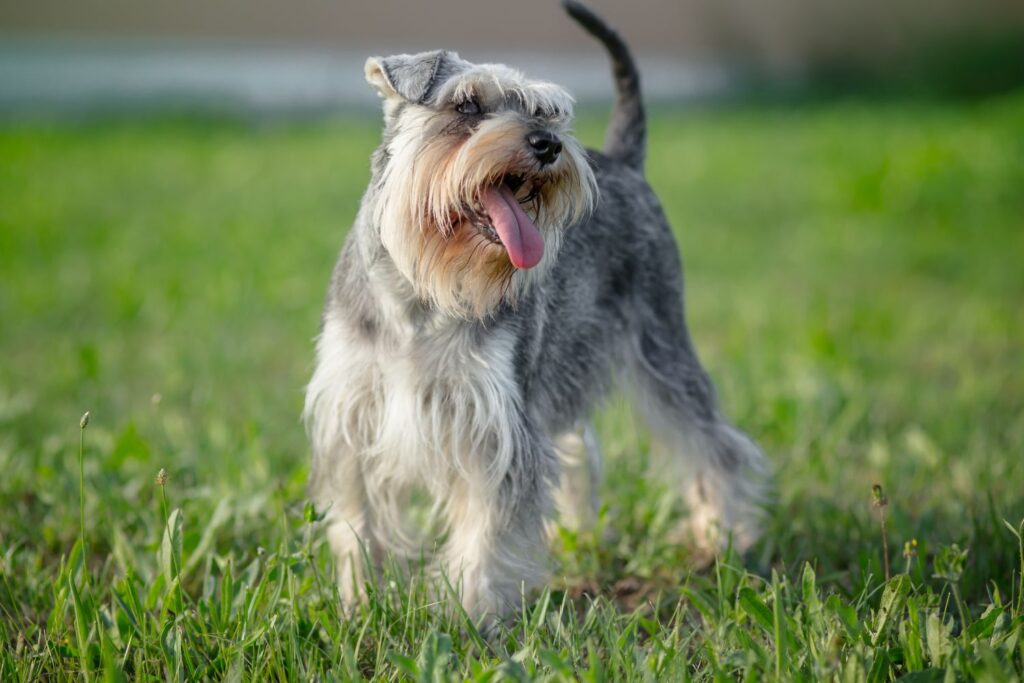 Zwergschnauzer auf einer Wiese.