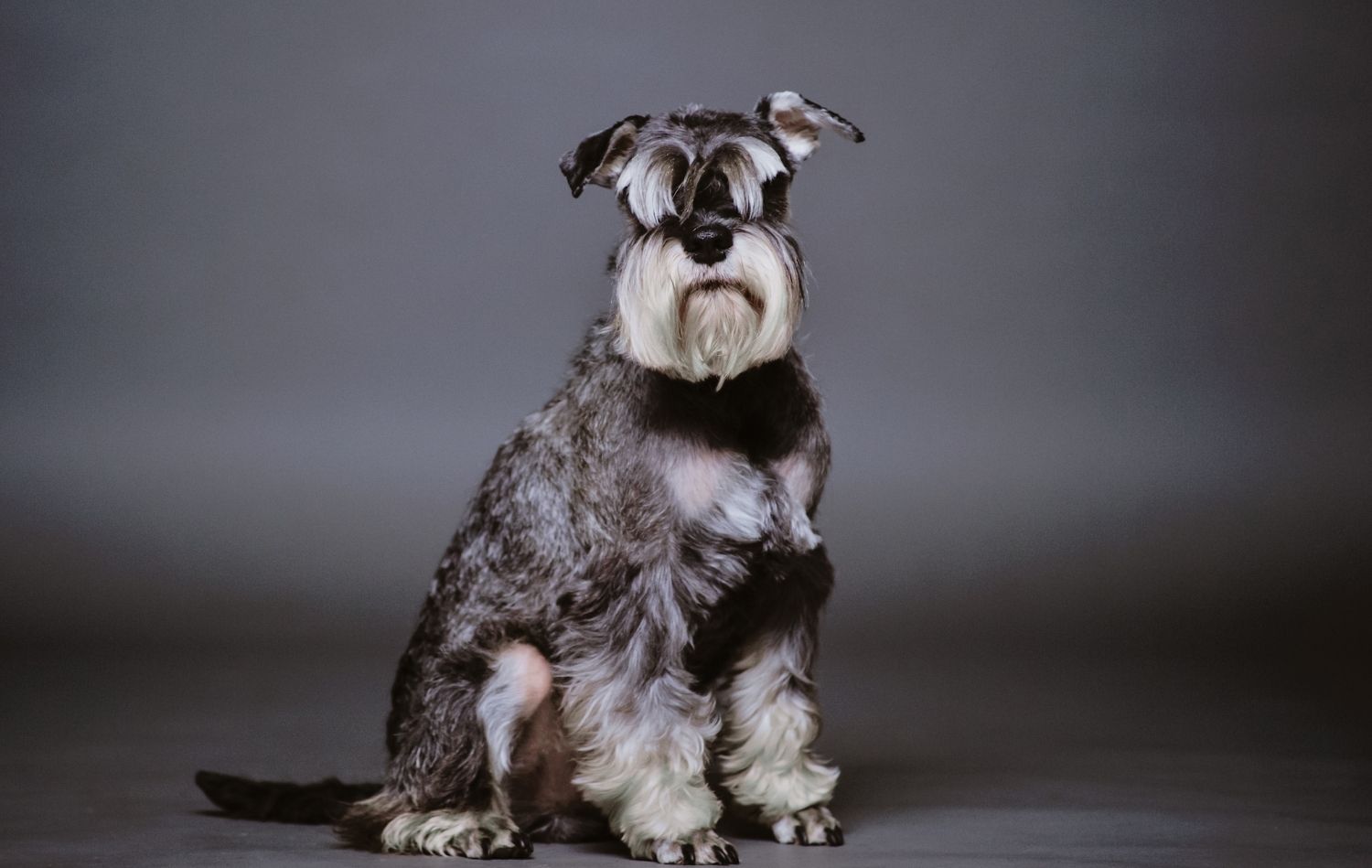 Zwergschnauzer im Rasseportrait