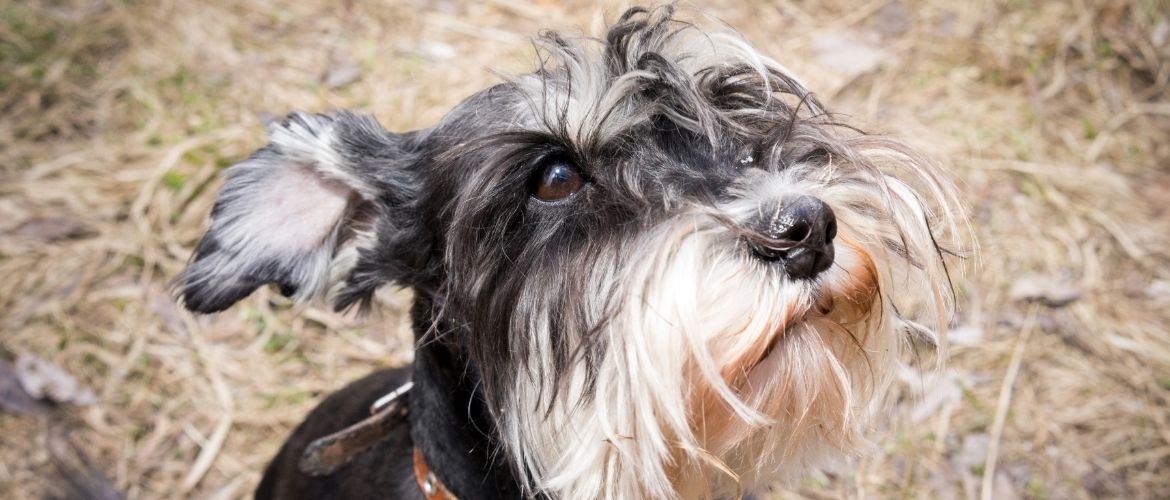 Zwergschnauzer auf Boden