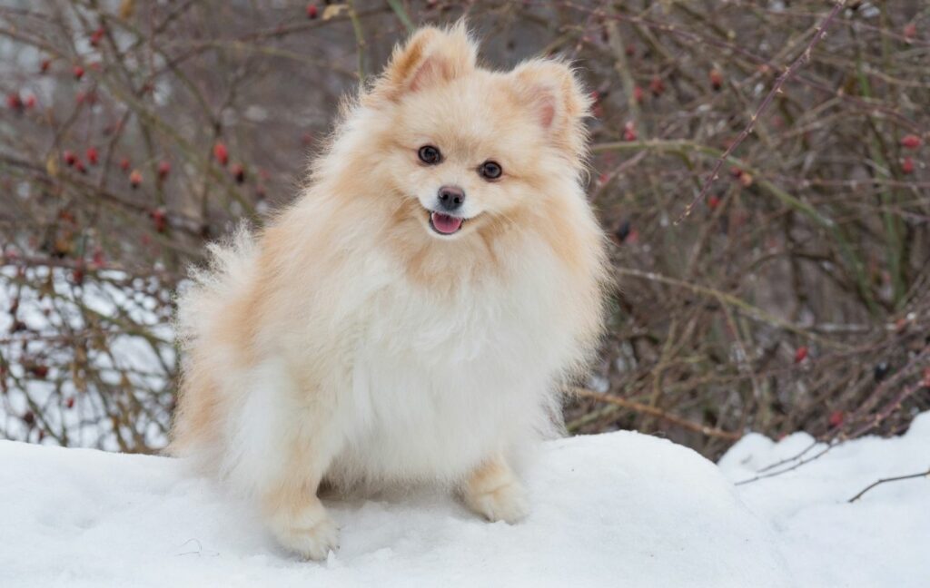 Pomeranian im Schnee