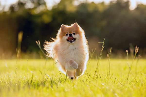 Zwergspitz: Ein Hund rennt über eine sonnenbeschienene Wiese