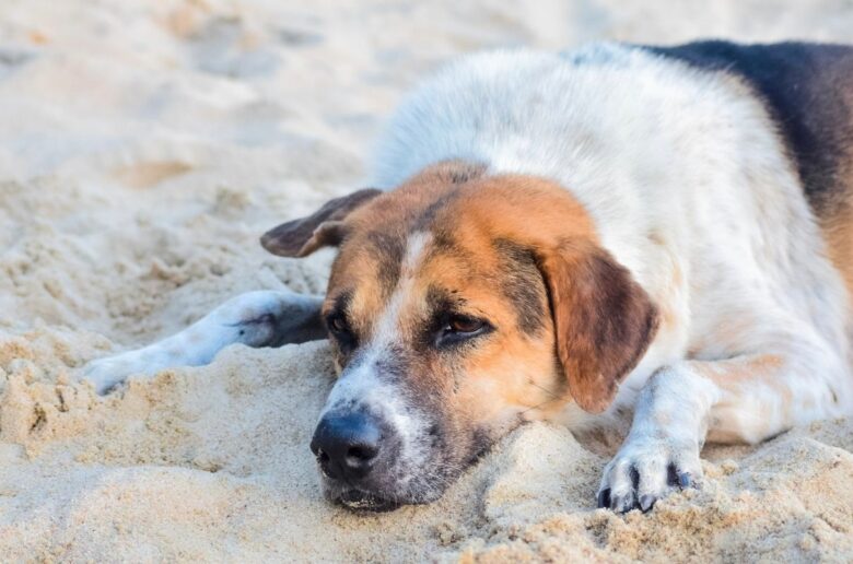 Zwingerhusten: Hund liegt erschöpft auf dem Sand
